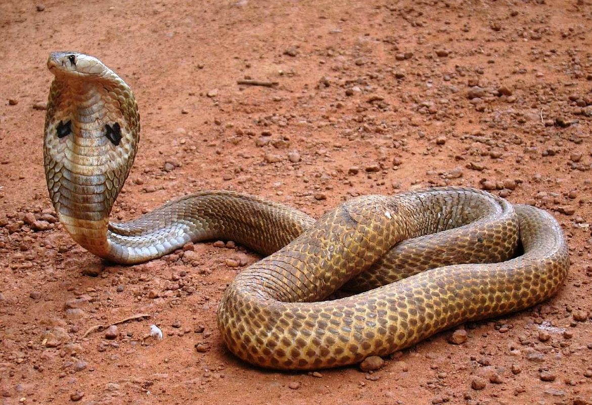A cobra scares residents of Andheri. Image used for representational purposes only.