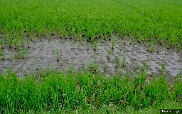 Heavily silted paddy fields in Gaunaha block of Pashchim Champaran.