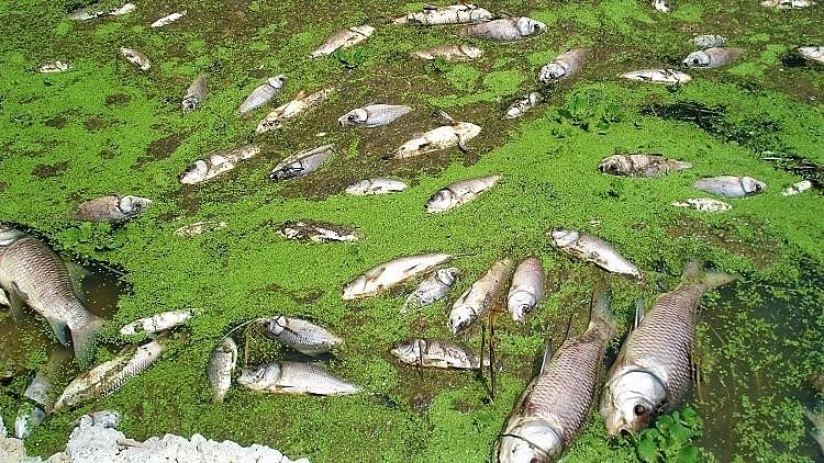 Lakhs of dead fish washed ashore within a span of two days, causing huge losses to the fishermen dependent on the lake. (Photo Courtesy: The News Minute)
