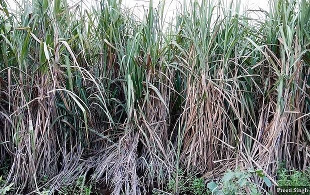 Standing sugarcane crop destroyed due to floodwaters in Pashchim Champaran.
