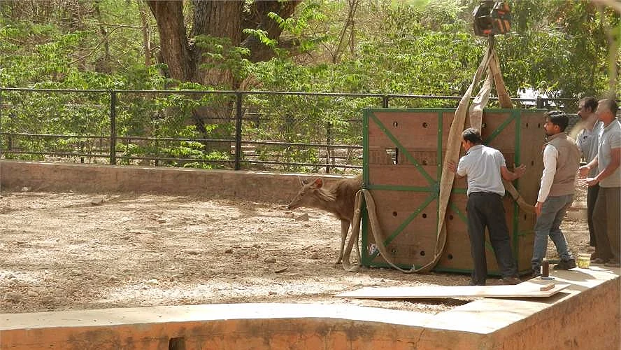 Authorities of Mysuru Zoo have decided to overhaul safety measures for visitors.