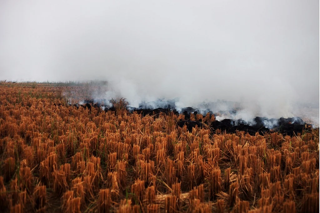 Smoke from the paddy fields contribute to the rising levels of air pollution that engulfs the national capital.