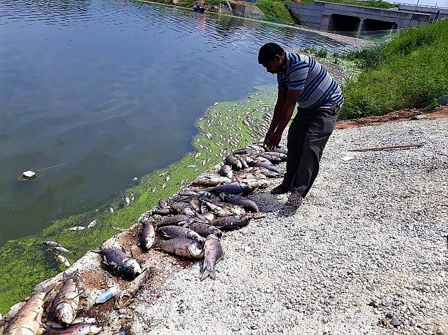 Lakhs of dead fish have been washed ashore exposing the dark side of Hyderabad’s pharma boom.