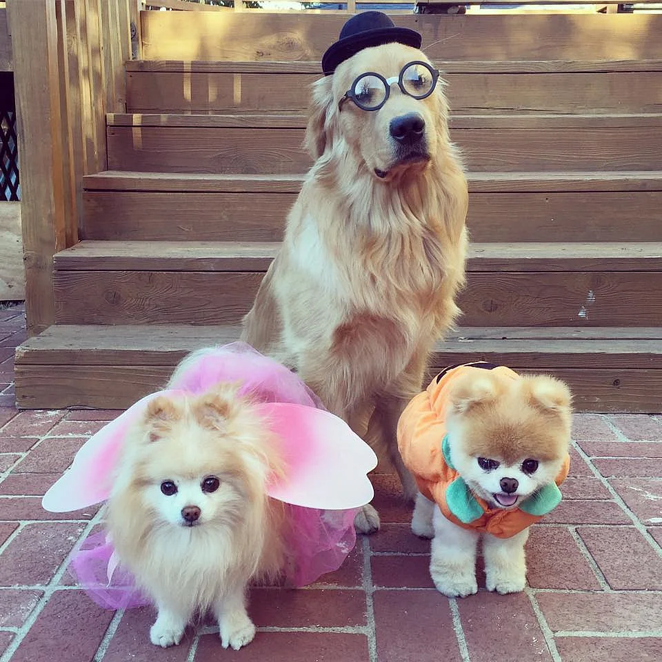 Happy Halloween from the haughty gentleman, the cranky fairy, and the chubby pumpkin!