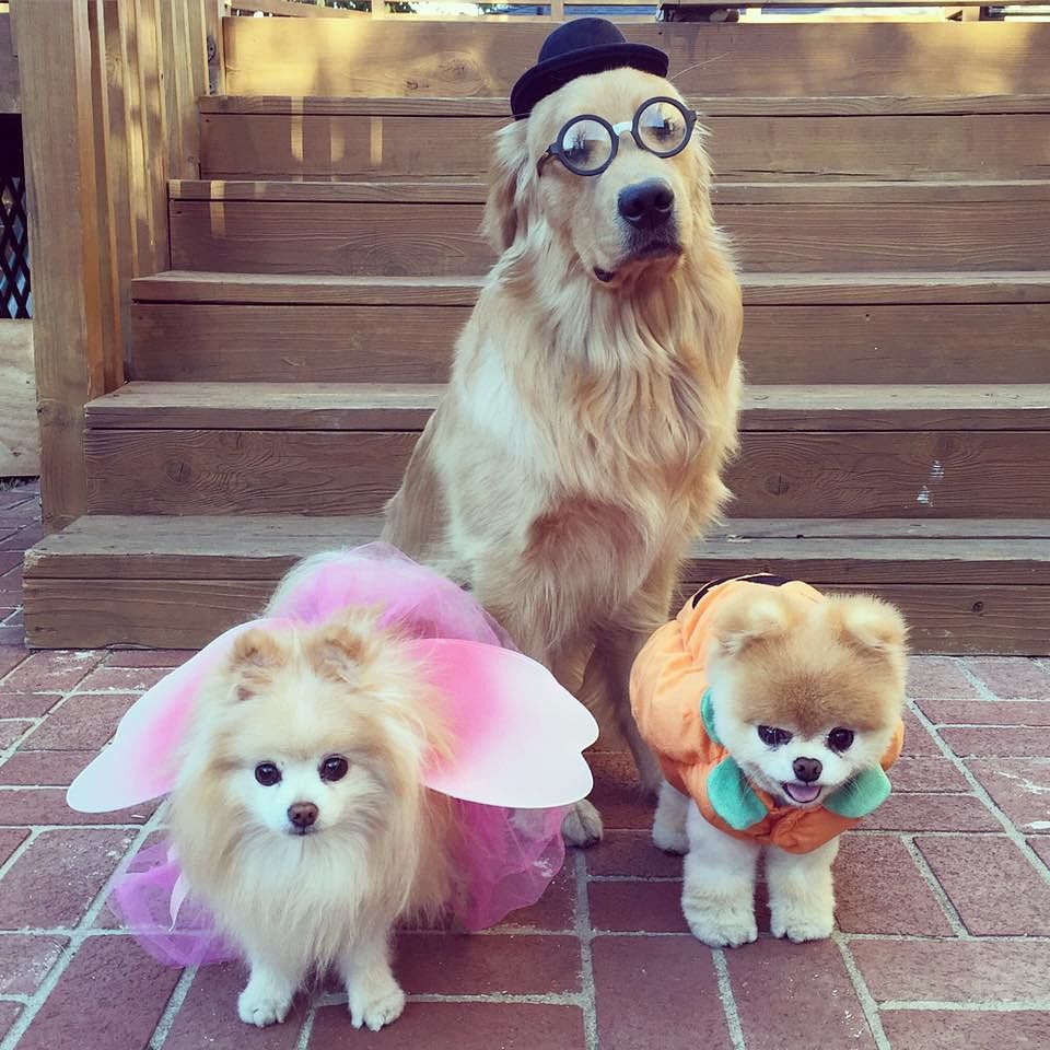 Dog lovers wake up! Here are some pooches you must follow on social media now. 