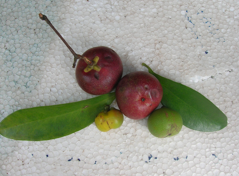 Garcinol, an active constituent present in kokum, is anti-carcinogenic.