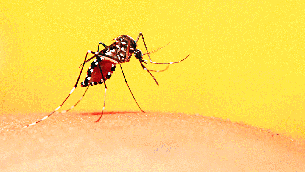 Dengue has gripped Kolkata