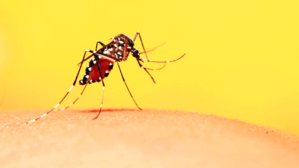 Dengue has gripped Kolkata during this time for the past few years.