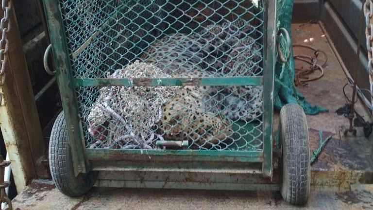 File Photo: The leopard in the Maruti Suzuki Manesar Plant captured.