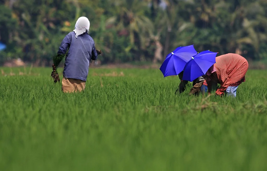 Farmers working in the paddy field.