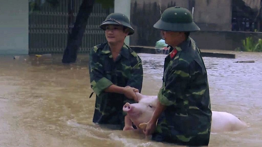 

Two soldiers walk a pig through flood water in northern province of Thanh Hoa, Vietnam.