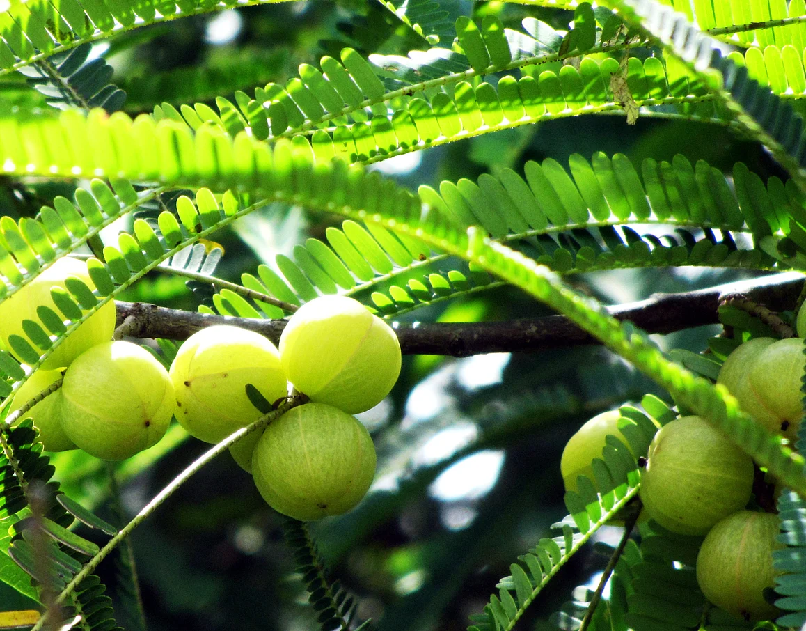 It supports liver function, fortifies the lungs and helps detox our systems.