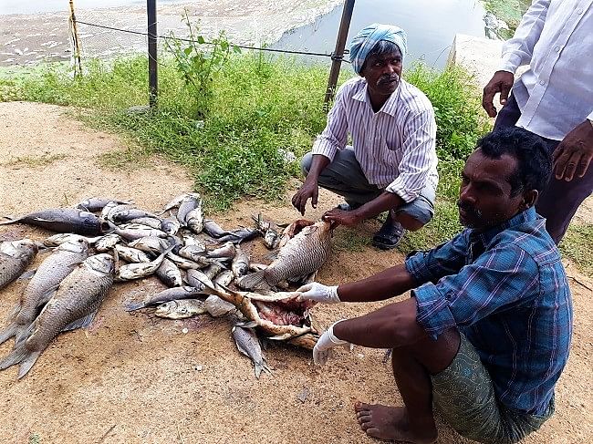 Lakhs of dead fish have been washed ashore exposing the dark side of Hyderabad’s pharma boom.