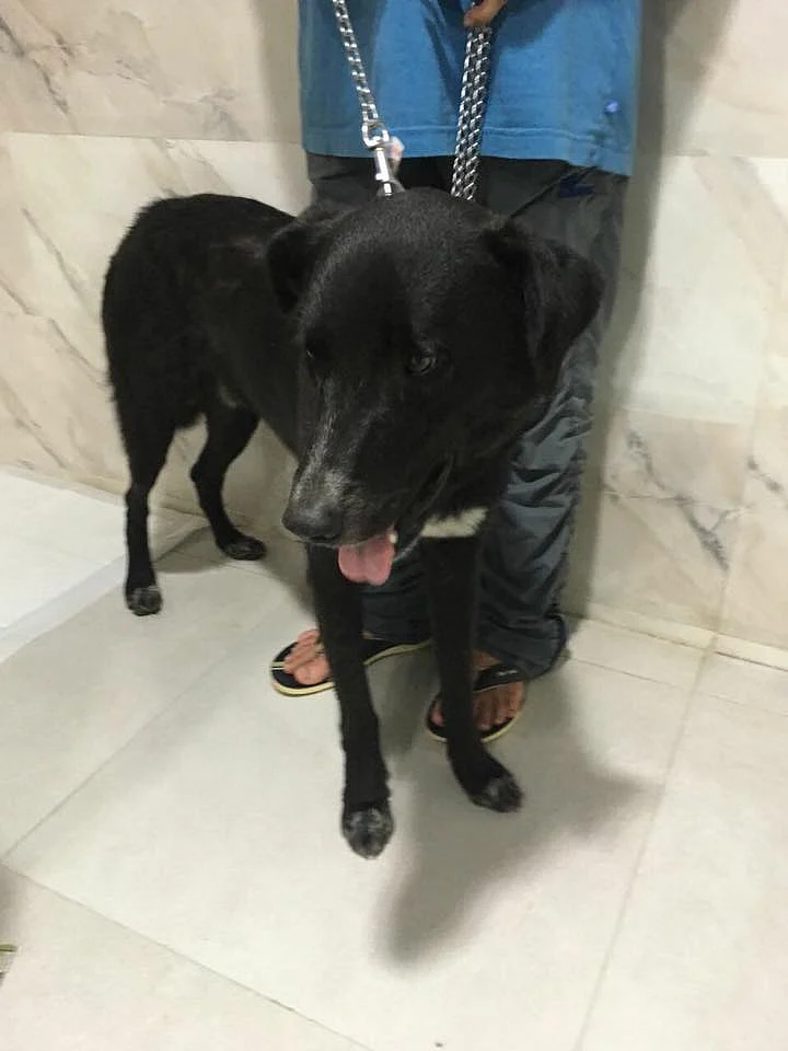 The German couple will soon be flying down to Chennai to be reunited with their dog Luke.