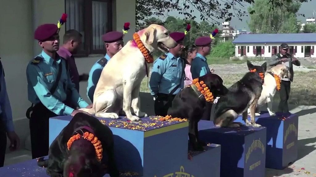 Police dogs were decked up with garlands and vermillion on the occasion of ‘Kukur Tihar’.&nbsp;
