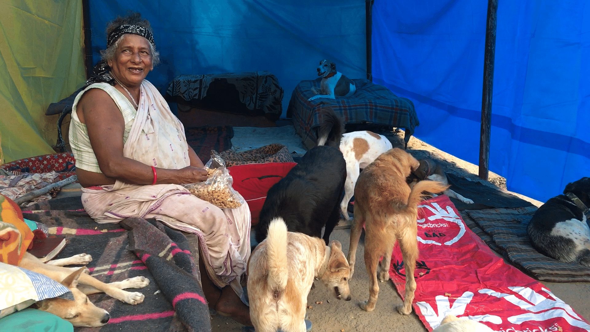 A Ragpicker's Home for 35 Years, Dog Shelter Demolished in Delhi