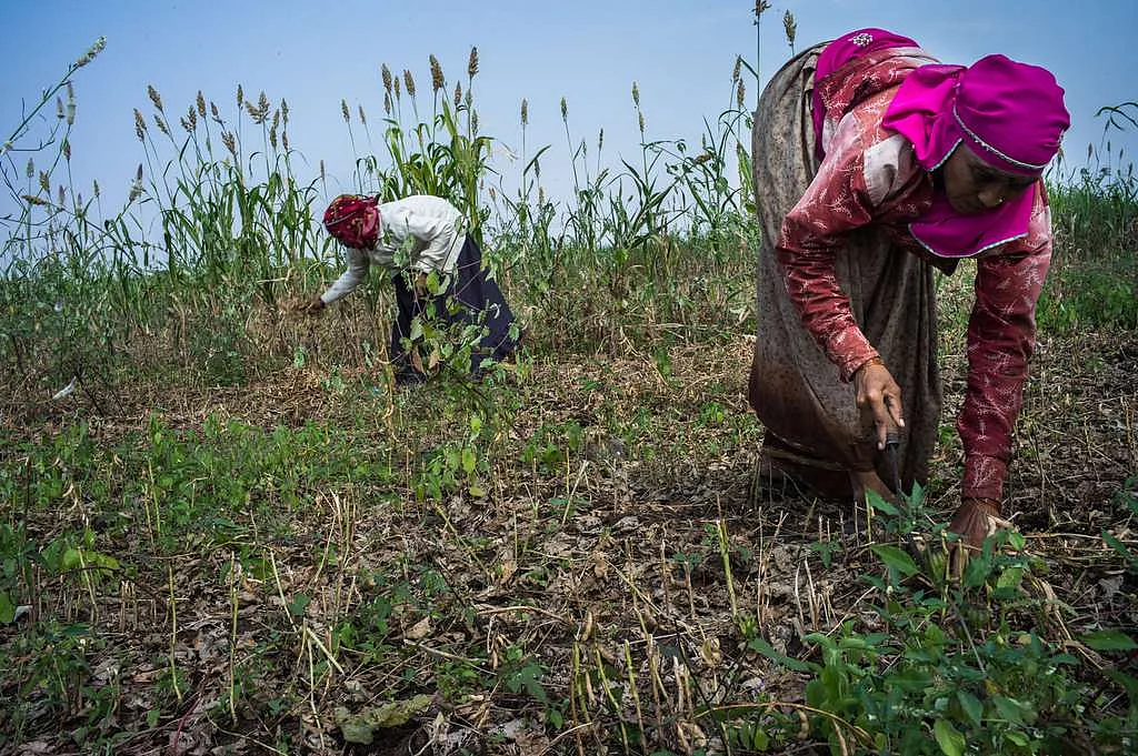Day laborers work during harvesting at a soybean farm.