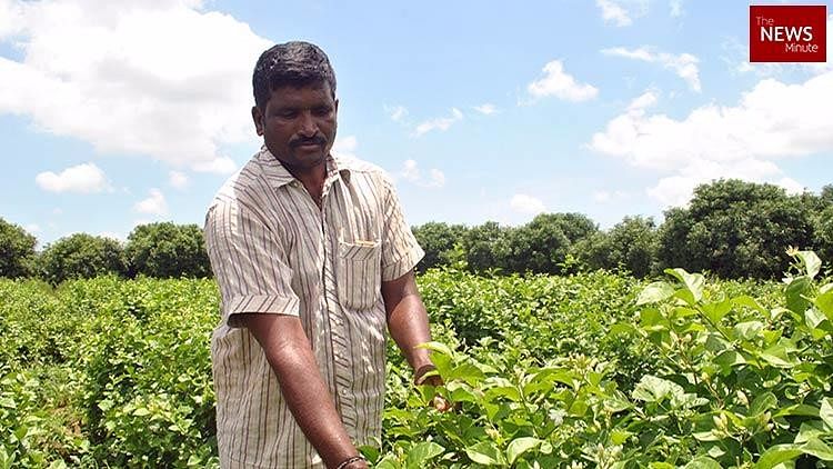 Odur Srinivasa Rao in his jasmine farm.