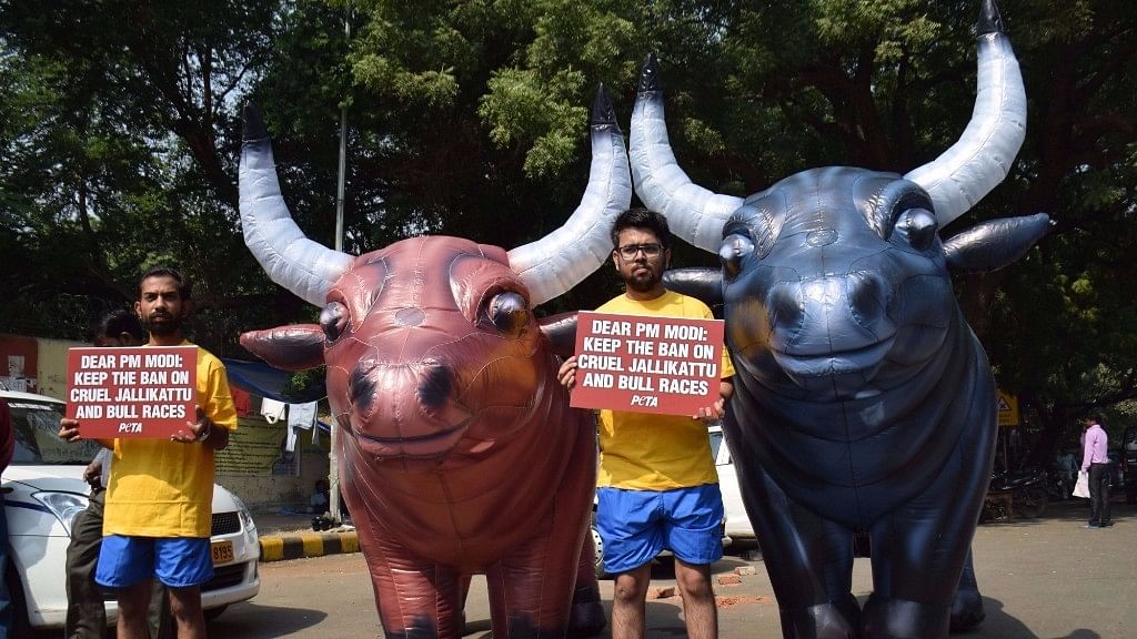 PETA has sent a plea to the Supreme Court to place a ban on Jallikattu, Tamil Nadu’s bull-taming sport.&nbsp;