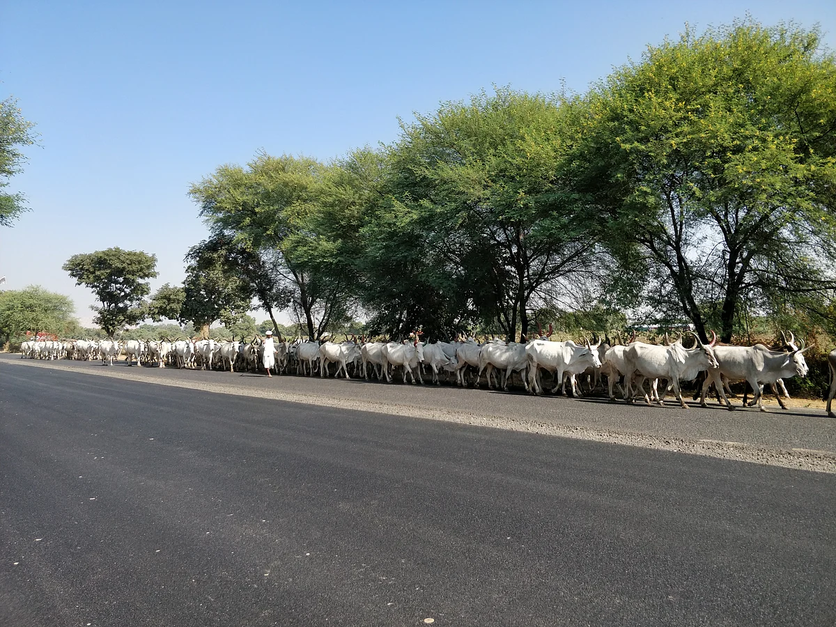 Landscape between Ahmedabad to Sabarkantha changes from factories to armies of large-horned cows.