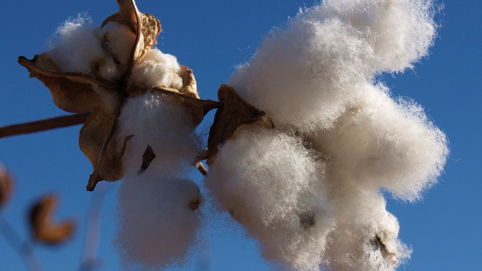 Bt cotton is genetically-engineered to be toxic to bollworms, a deadly pest. 