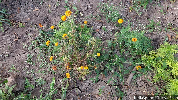 A diseased marigold plant in Keshu Singh Patel’s farm. This year, a part of his crop was spoilt because of disease.