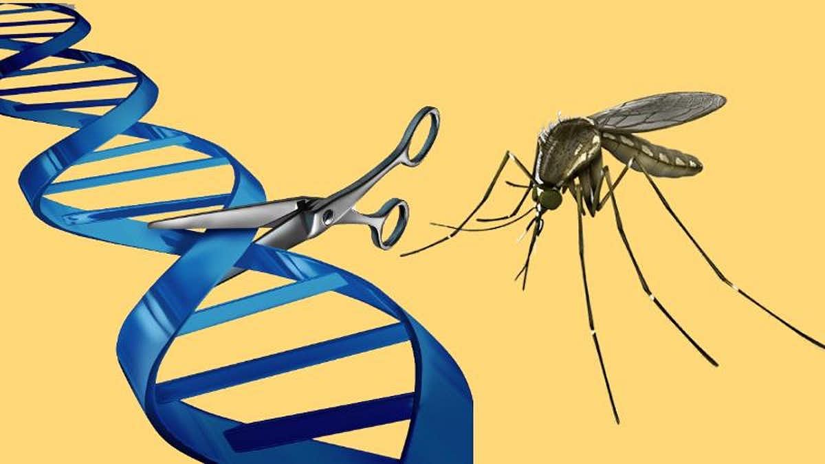 India to Be Testing Ground for Genetic Control of Mosquitoes?