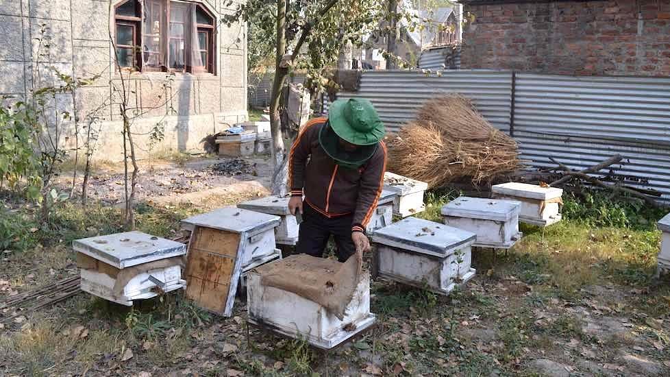 A Kashmiri beekeeper is seen attending to his beehives.