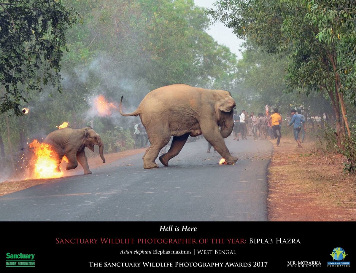 The photo shows as elephant calf on fire as he tries to flee a mob with his mother.