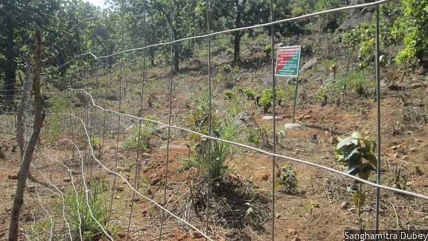 Forest land fenced off for compensatory afforestation in Kandhamal district, Odisha
