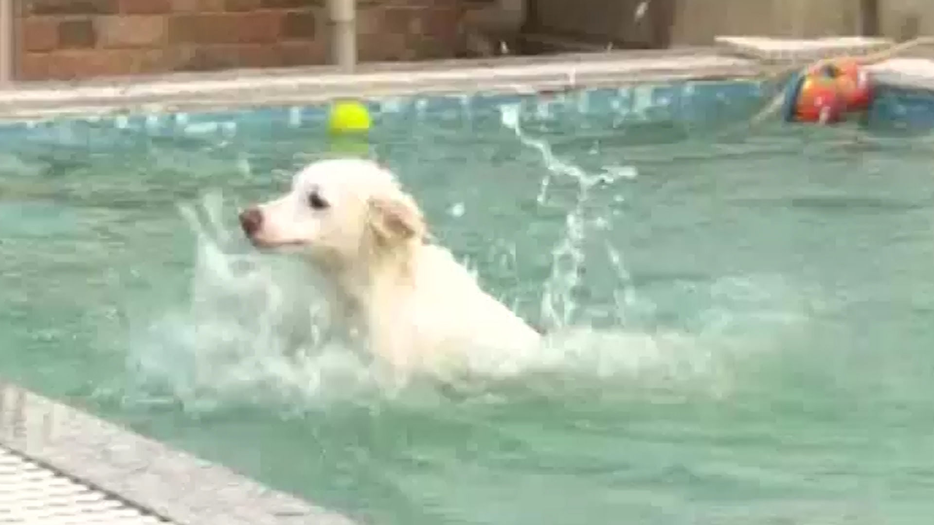 Dog playing in the pool at the Critterati Dog Hotel