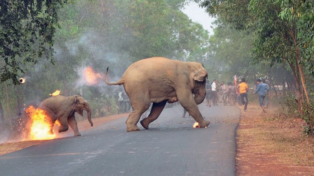 Photo Showing Elephants Set Aflame Wins Wildlife Photography Award