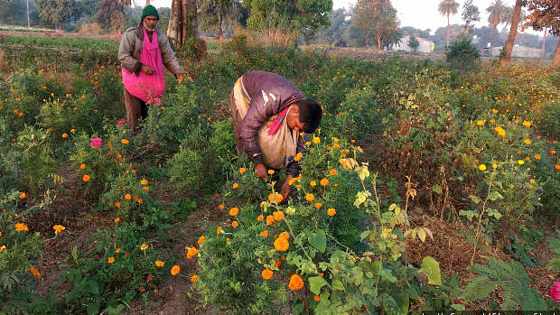Keshu Patel and his son Kantilal pluck marigold flowers in his field in Mirjapur, Madhya Pradesh. Post <em>notebandi</em>, the unpredictability of getting cash, which he needs for all his transactions – groceries, payment to labourers, transporters – has left him anxious.