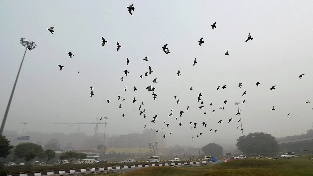 Birds fly amid smog near AIIMS in New Delhi on Wednesday.