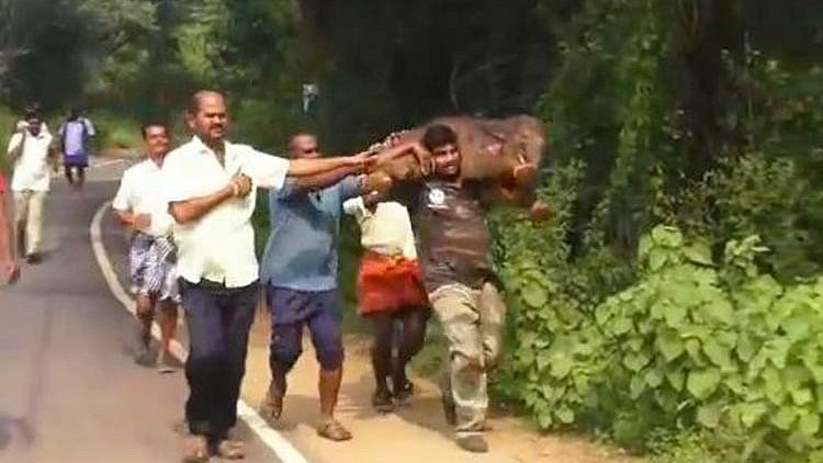 After rescuing the baby elephant from a canal, a member of the forest department carried the calf on his shoulder to return it to its mother.