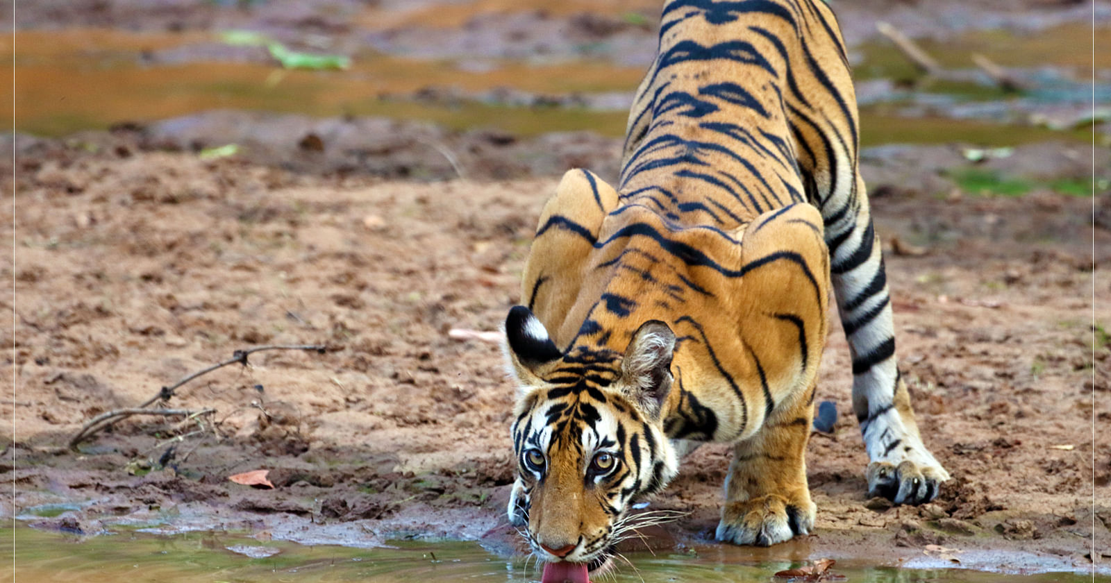 The Enchanting Jungle of Pench: A Photographer's Paradise