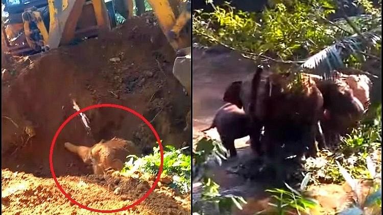 A <a href="http://www.thenewsminute.com/article/watch-cheers-joy-trapped-baby-elephant-reunited-mother-kerala-72824">baby elephant</a> could be seen wailing in panic after it got stuck in a well in Kerala.