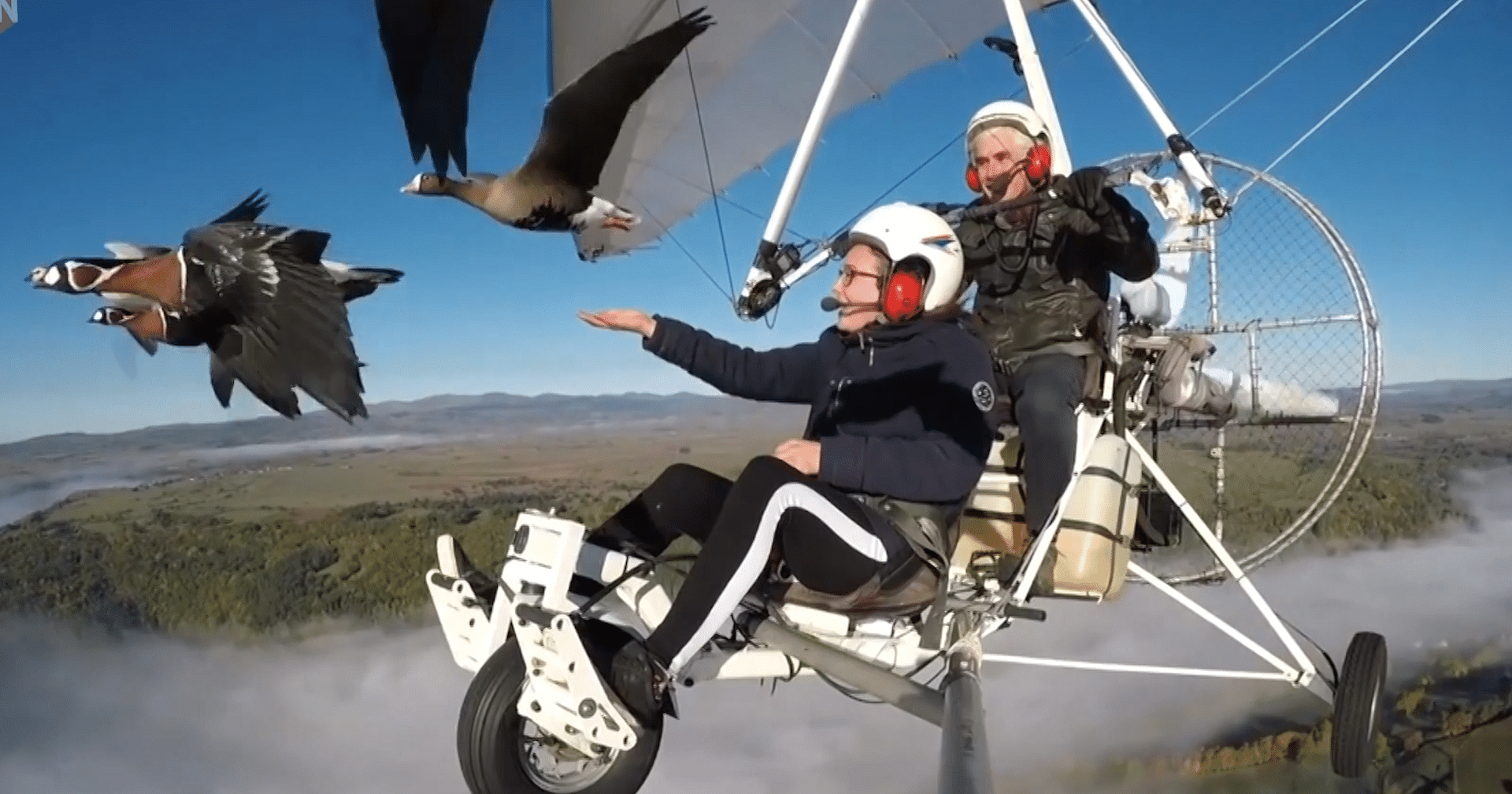 Birds Take to the Skies: Microlight Helps Birds Navigate Their Journey