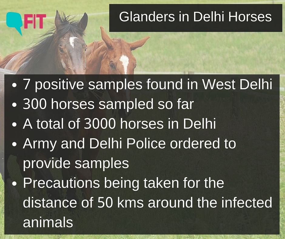 Delhi government has issued a notification banning horses in West Delhi from going outside for three months.