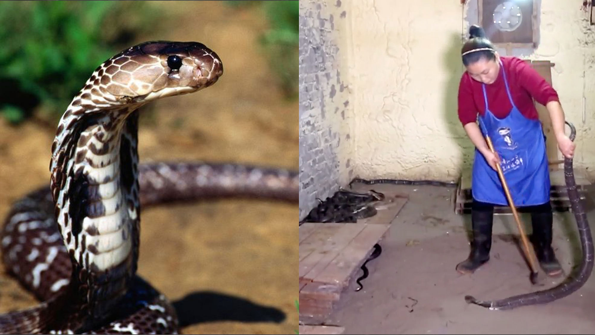 Hu Xiaoxia, has been living with hundreds of  snakes.