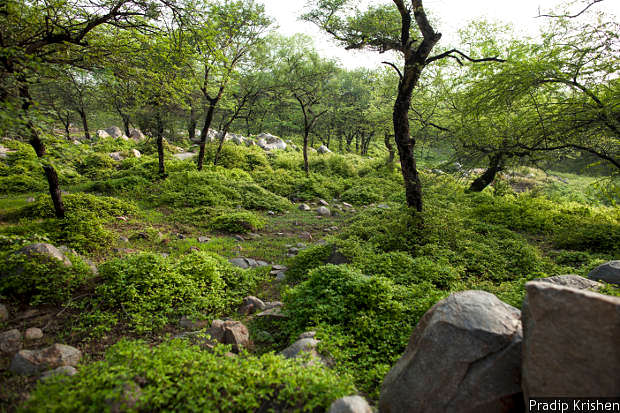 A large section of Aravalli that nurtures rare forests and habitats is now threatened by real-estate boom in the NCR