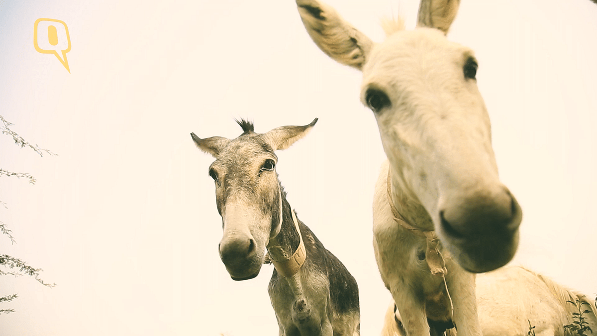 “Once the donkeys are injured or old, people just leave them on the road, and I go pick them up.”