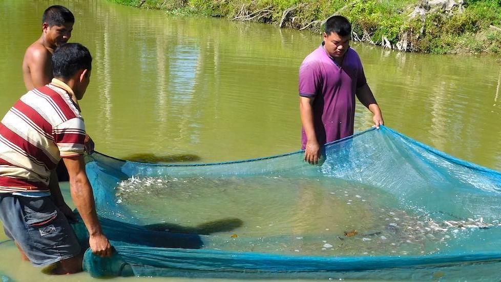 Producing fish seeds provides a sustainable livelihood to unemployed youth in Assam. 