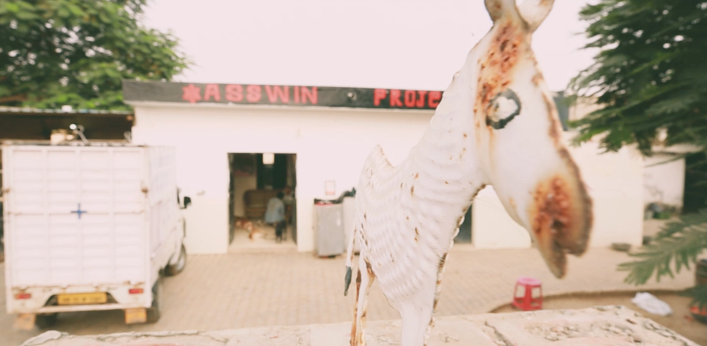 The donkey shelter in Dhankot, Haryana.