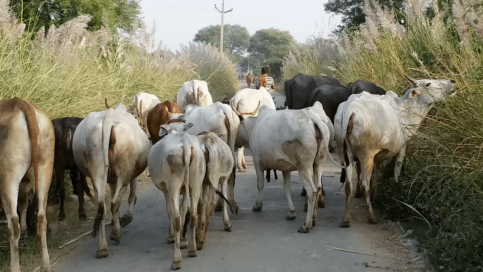 Cattle meandering on the road.