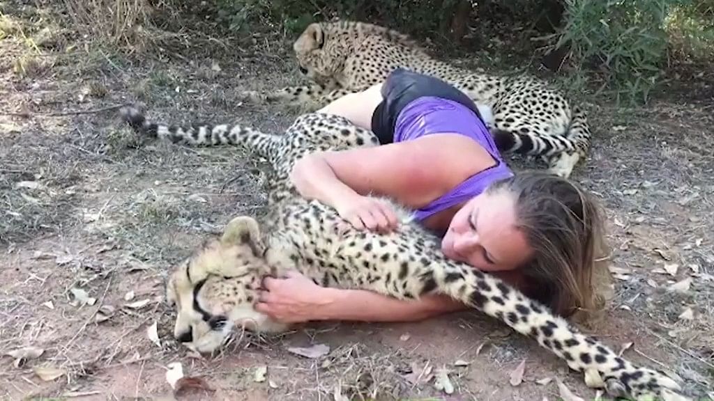 Woman lives with these two cheetahs