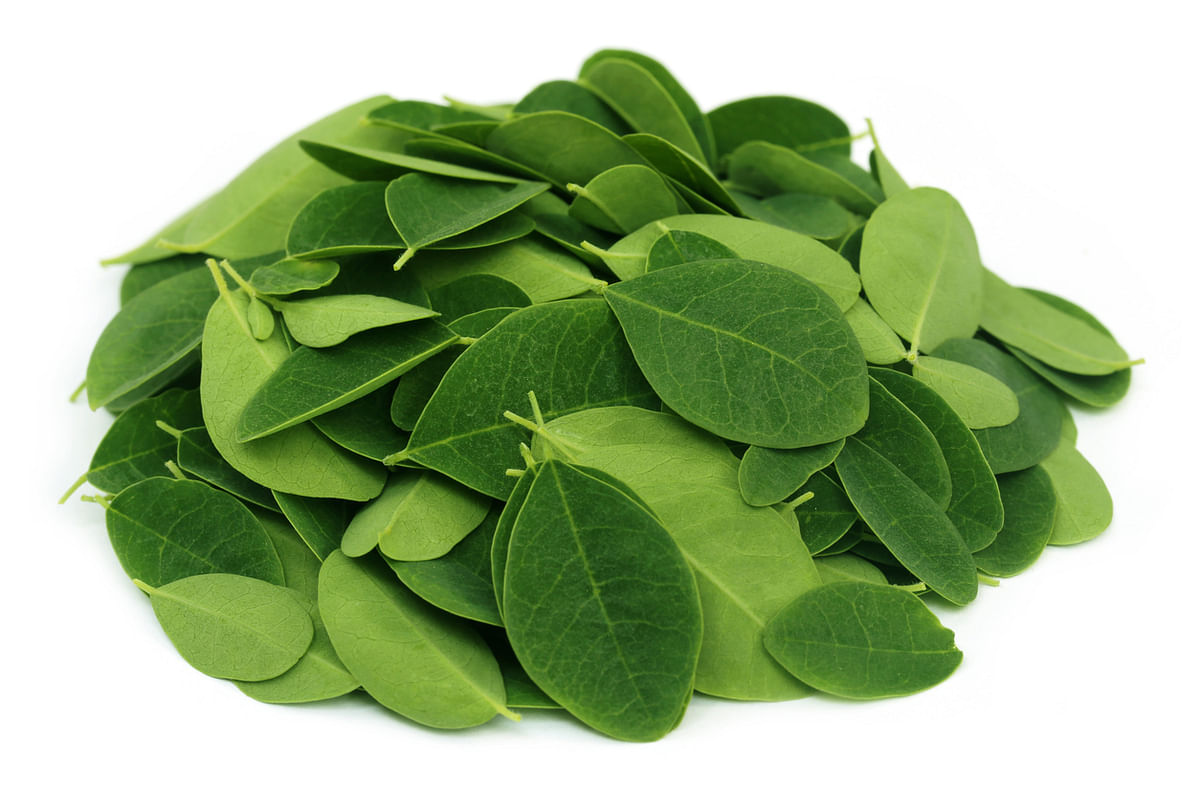 Moringa has shown promise for the management of diabetes and risk of cardiovascular diseases, among others.