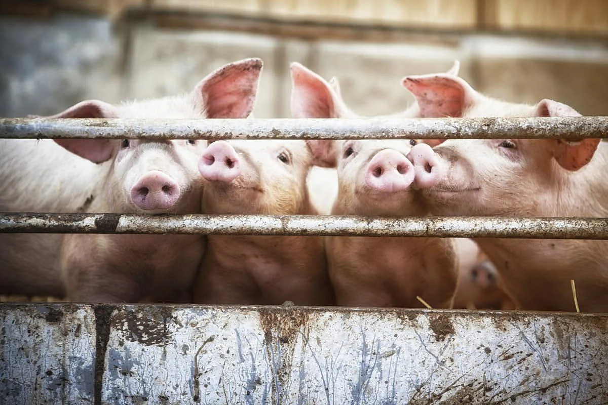 The official respondents have to ensure that unlicensed pigs that were grown, are removed within a week.
