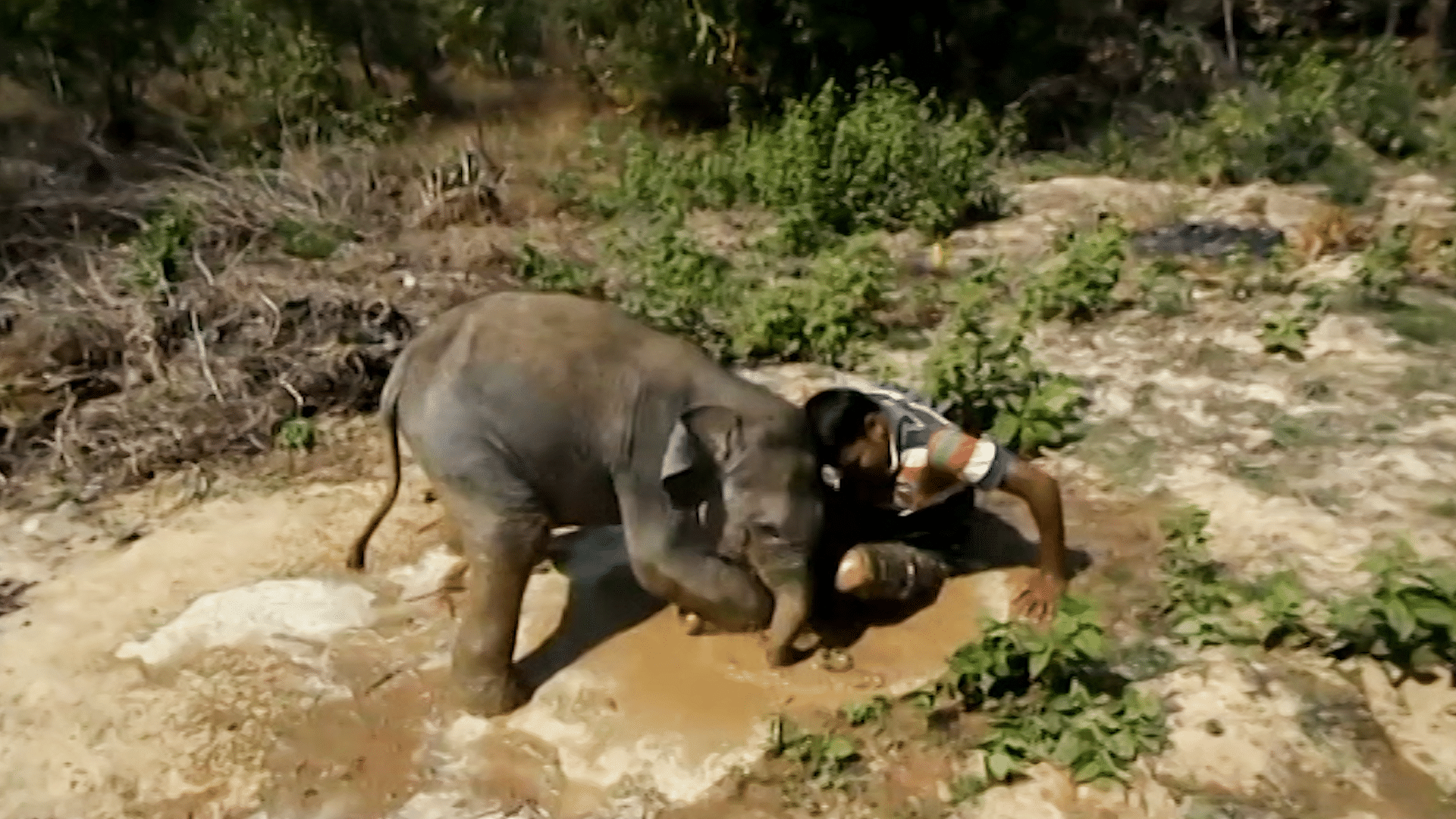 Krushna Chandra Gochhayat with baby elephant