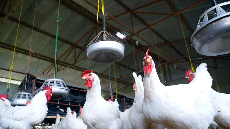 The BBMP have culled more than 50 chicken in the Dasarahalli area of North Bengaluru.